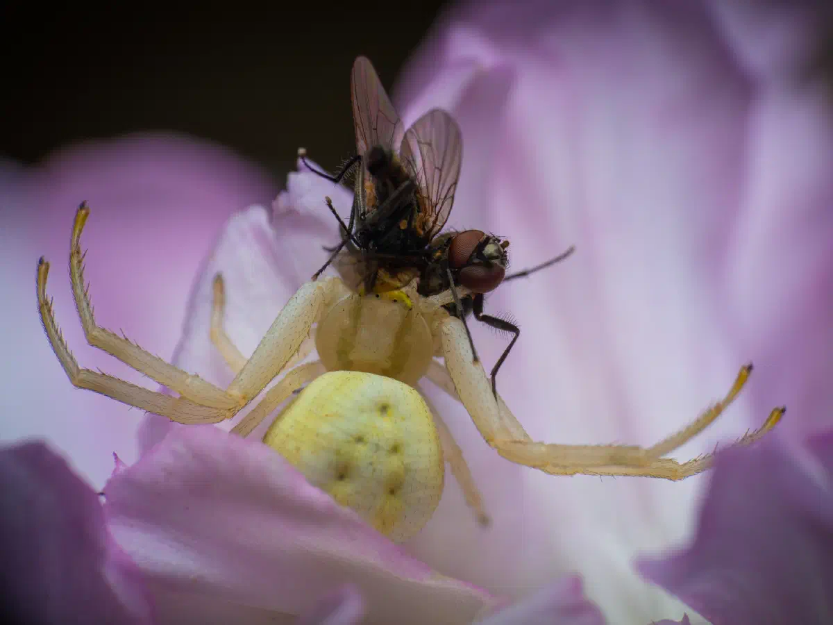 Veränderliche Krabbenspinne