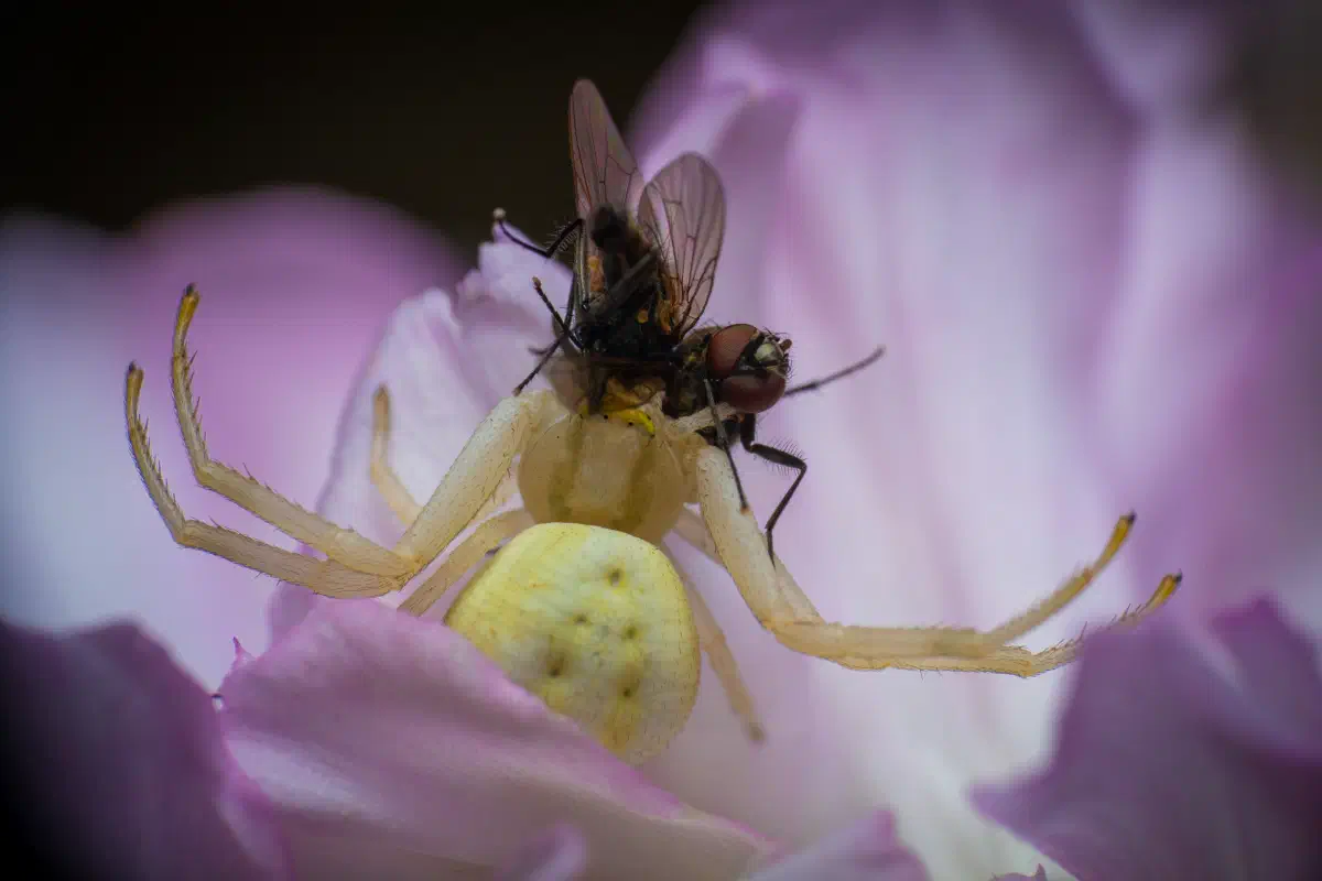 Araña camuflada de las flores