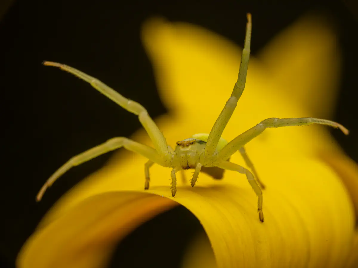 Veränderliche Krabbenspinne