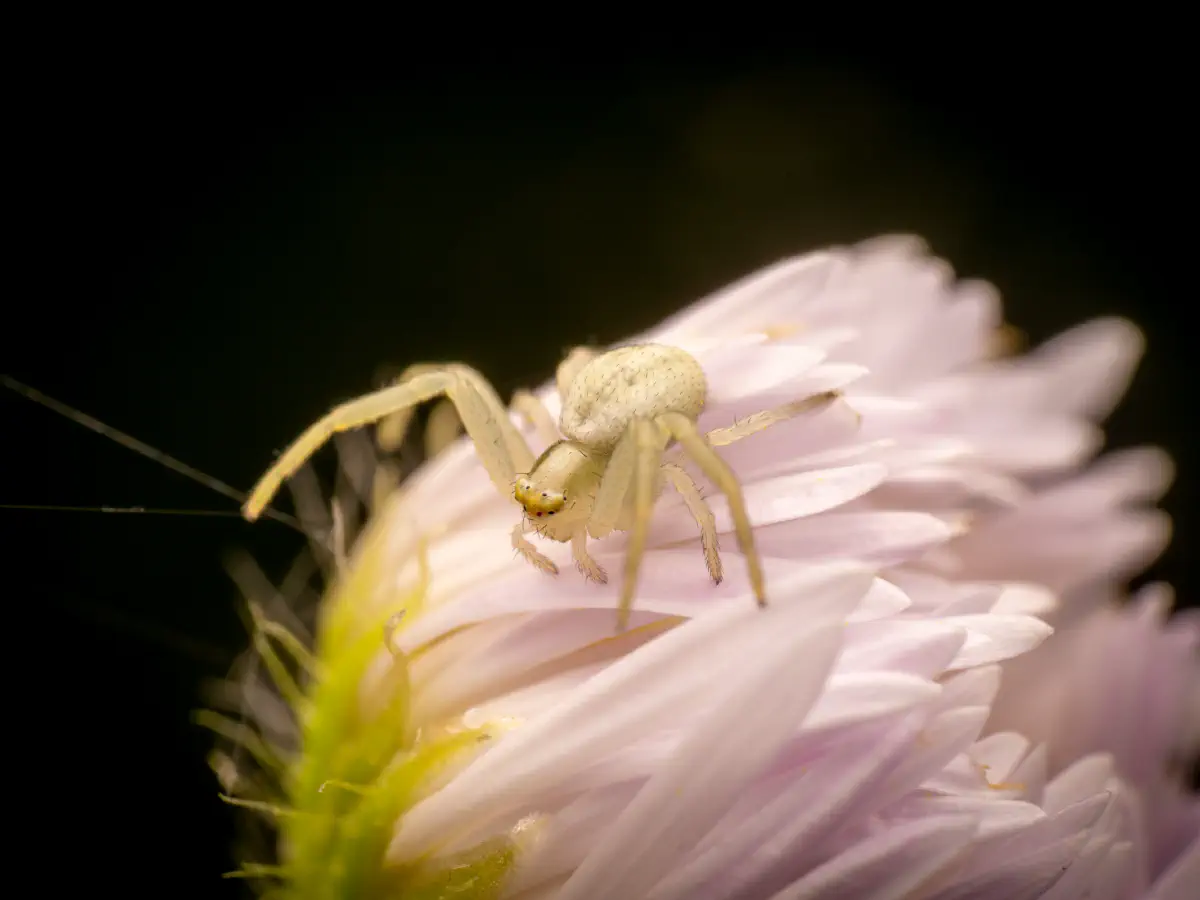 Veränderliche Krabbenspinne