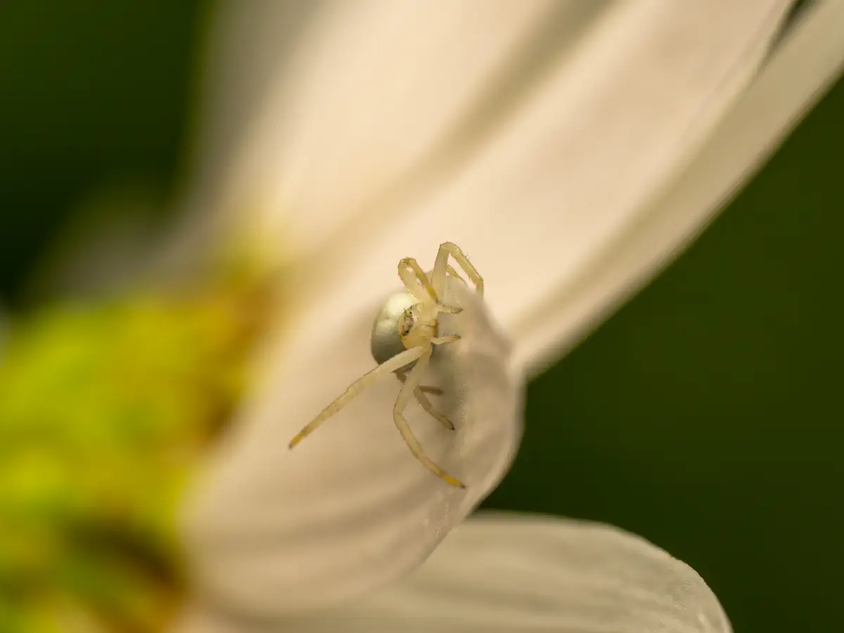Veränderliche Krabbenspinne
