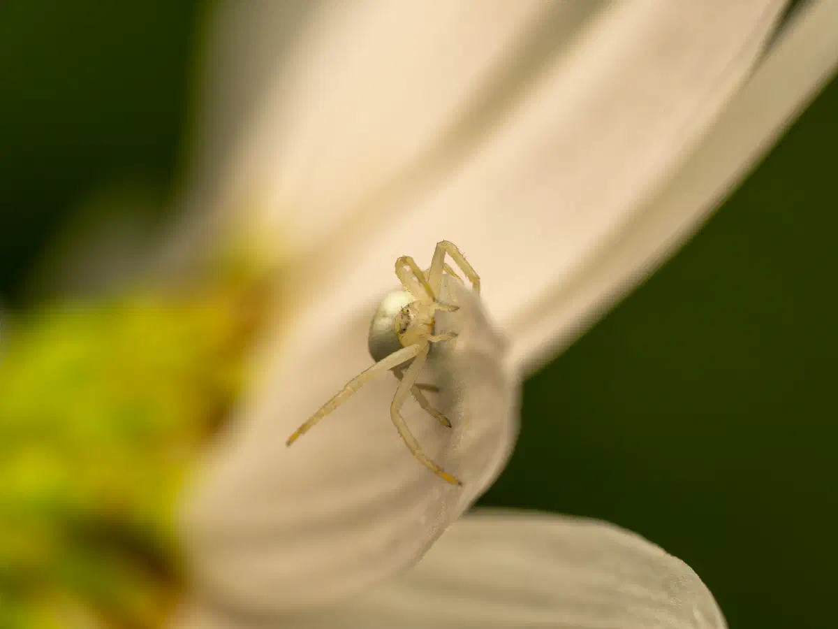 Veränderliche Krabbenspinne