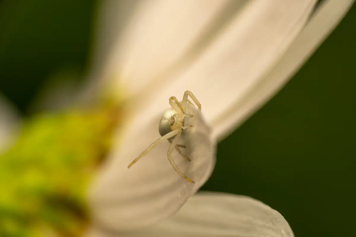 Araña camuflada de las flores