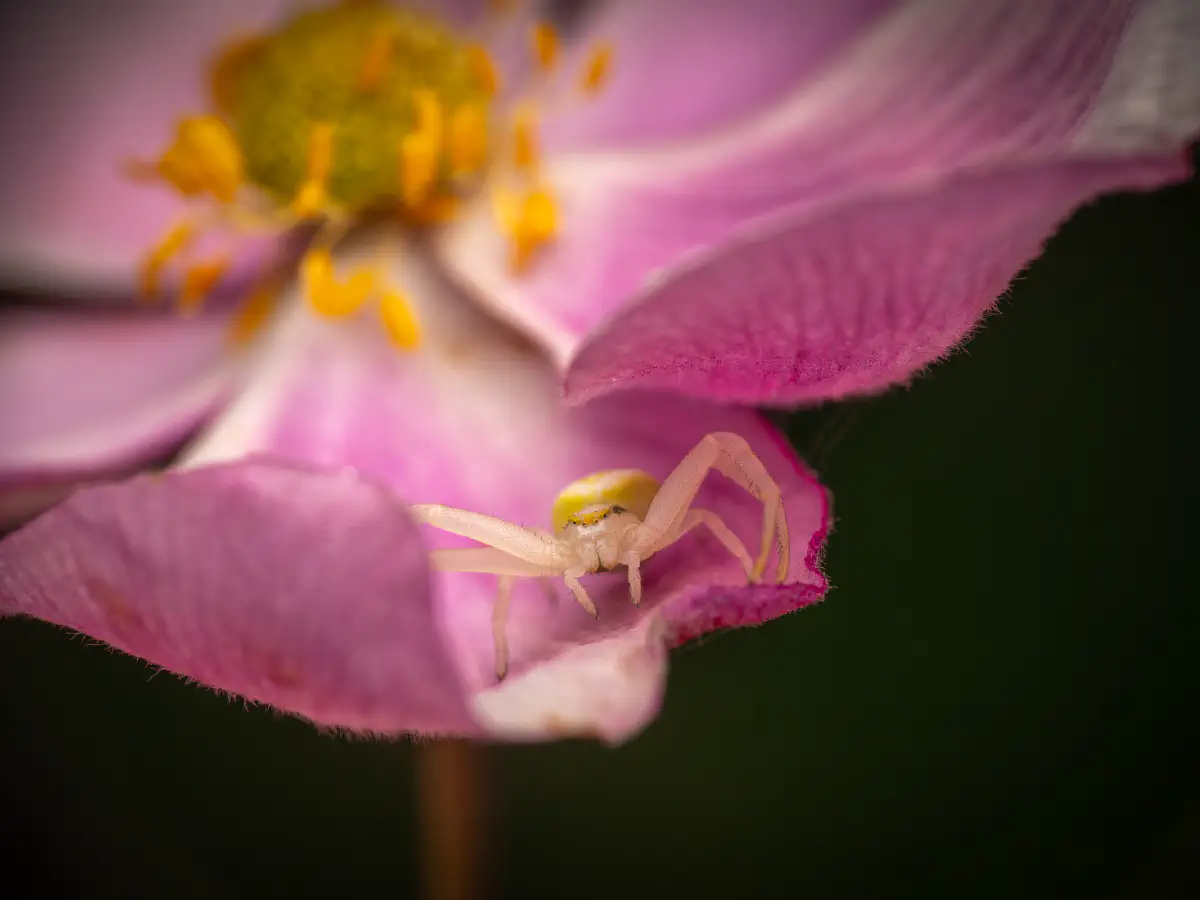Veränderliche Krabbenspinne