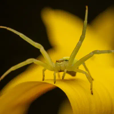 Veränderliche Krabbenspinne