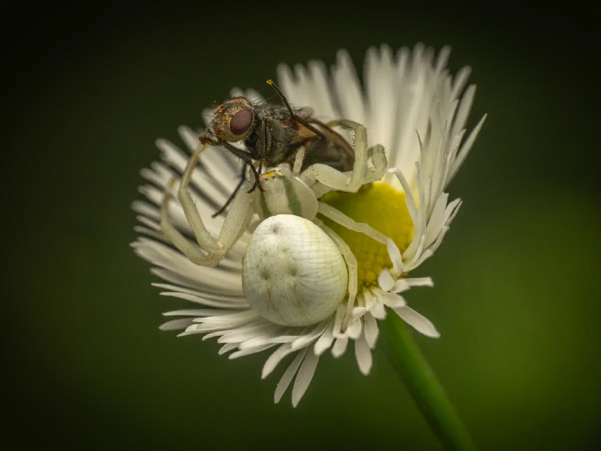 Veränderliche Krabbenspinne