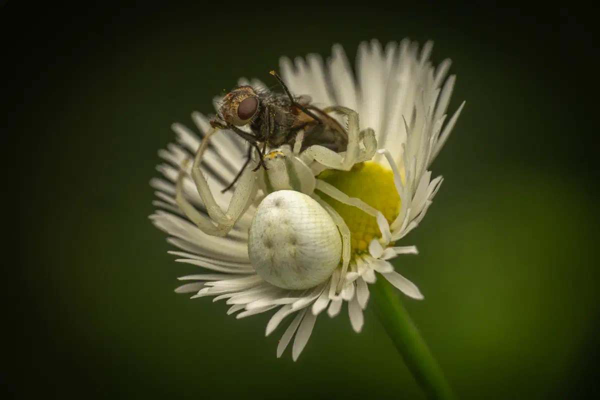 Araña camuflada de las flores
