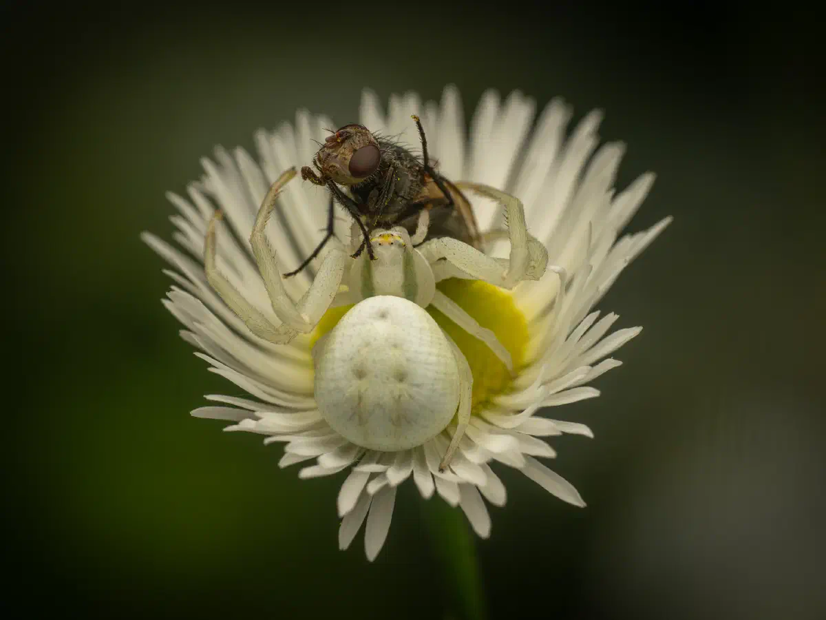 Veränderliche Krabbenspinne