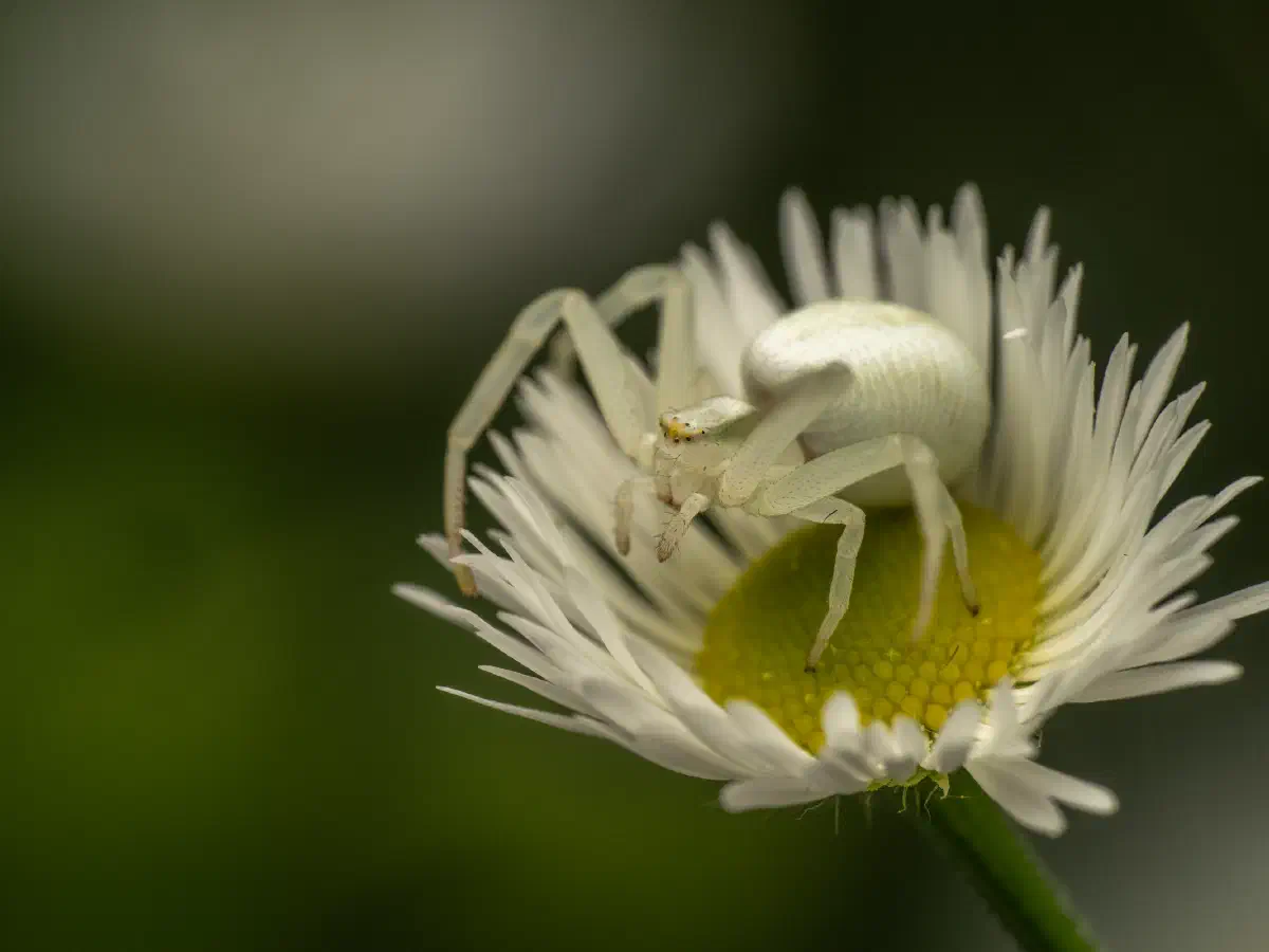 Veränderliche Krabbenspinne