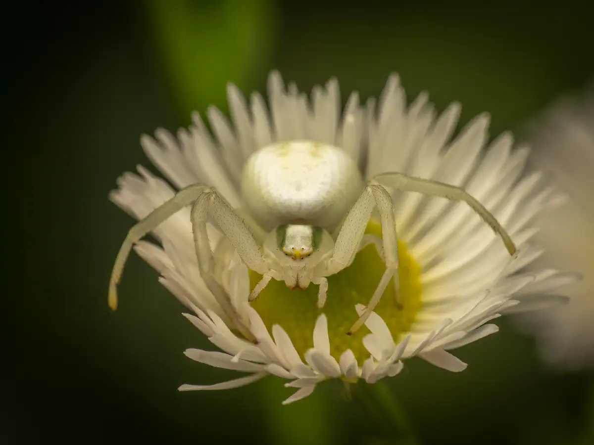 Veränderliche Krabbenspinne