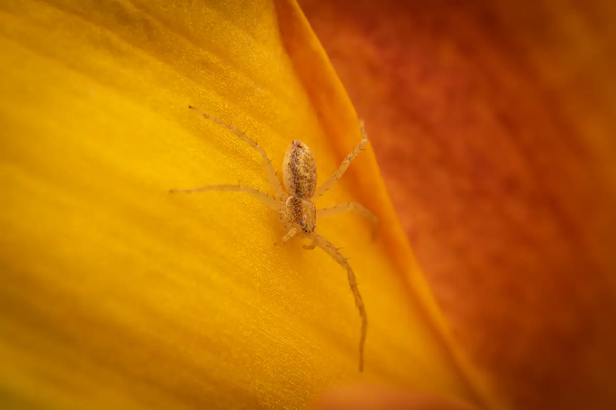 Philodromus rufus – No. 1