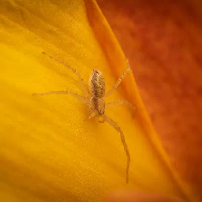 Philodromus rufus
