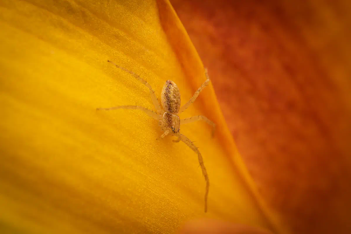 Philodromus rufus – No. 1