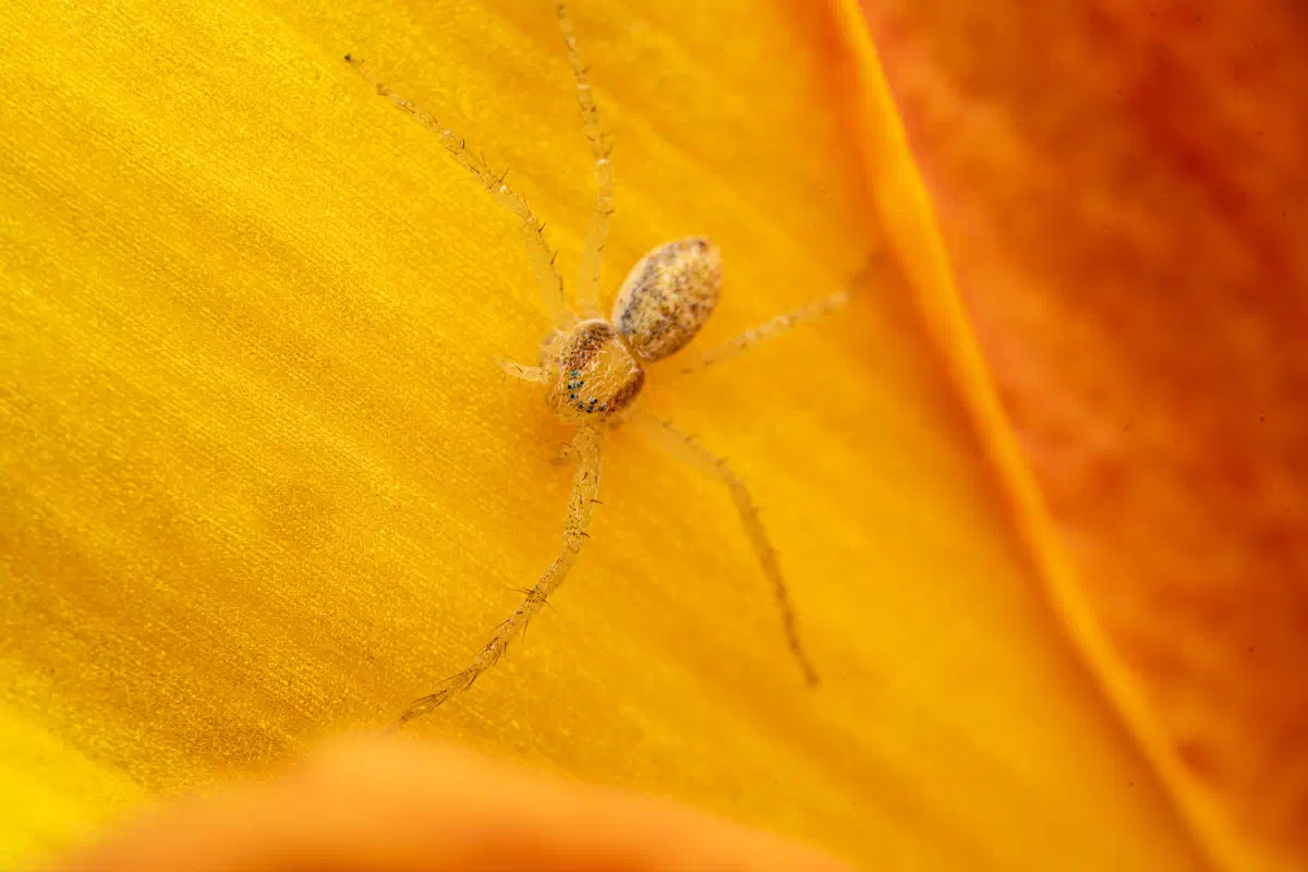 Philodromus rufus – No. 2