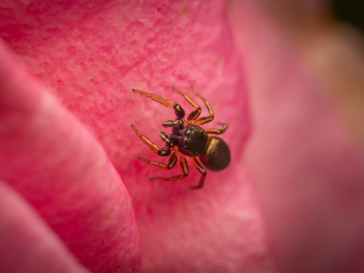 Kupfrige Sonnenspringspinne