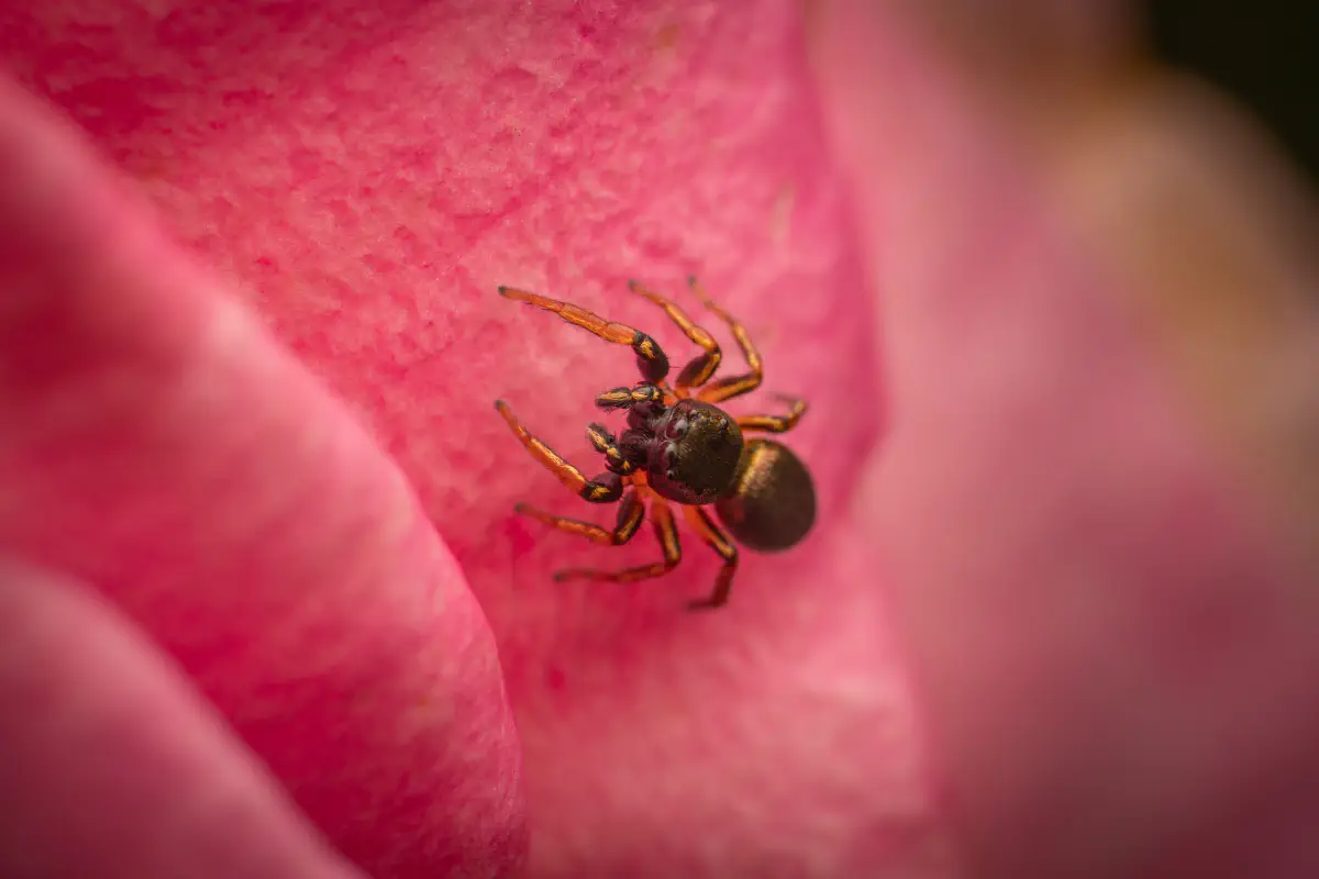 Kupfrige Sonnenspringspinne