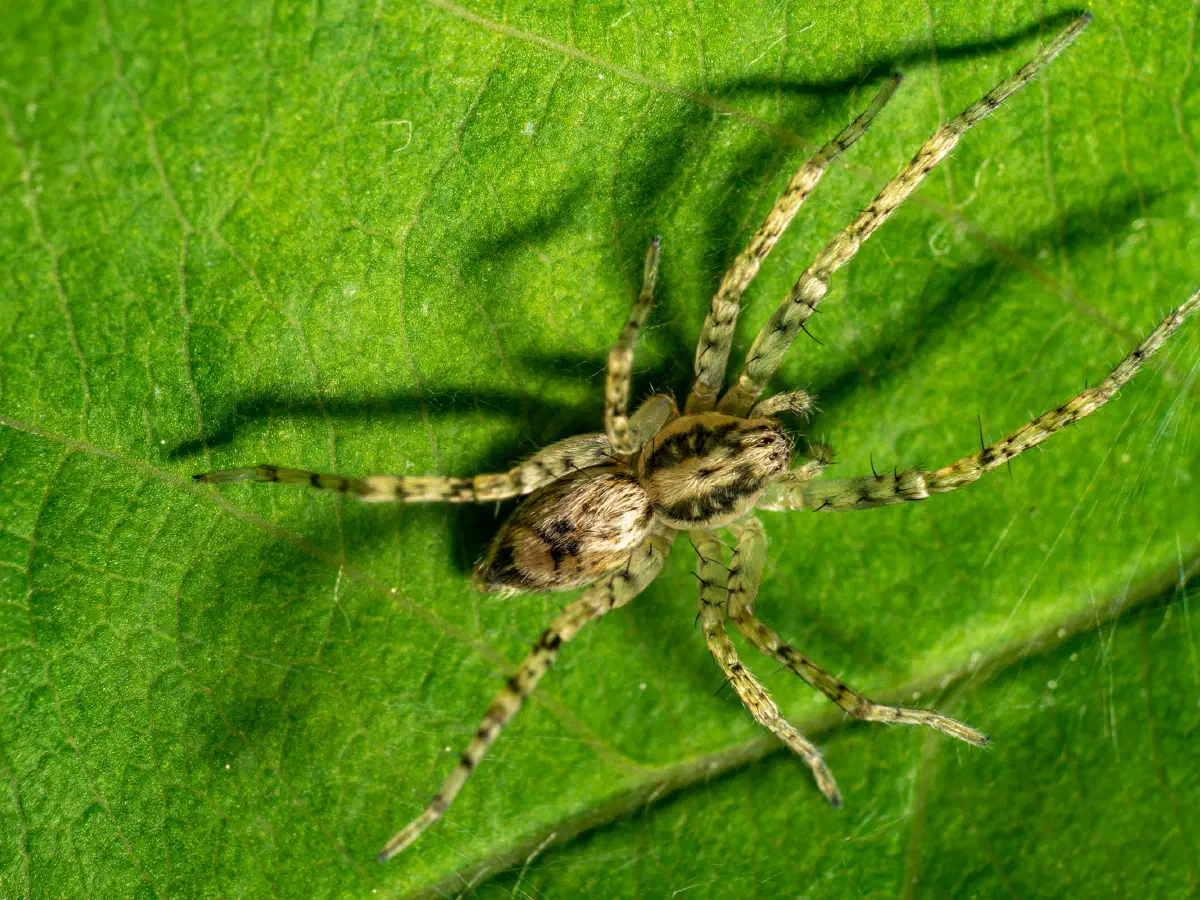 Vierfleck-Zartspinne