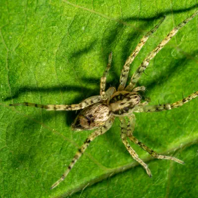 Vierfleck-Zartspinne