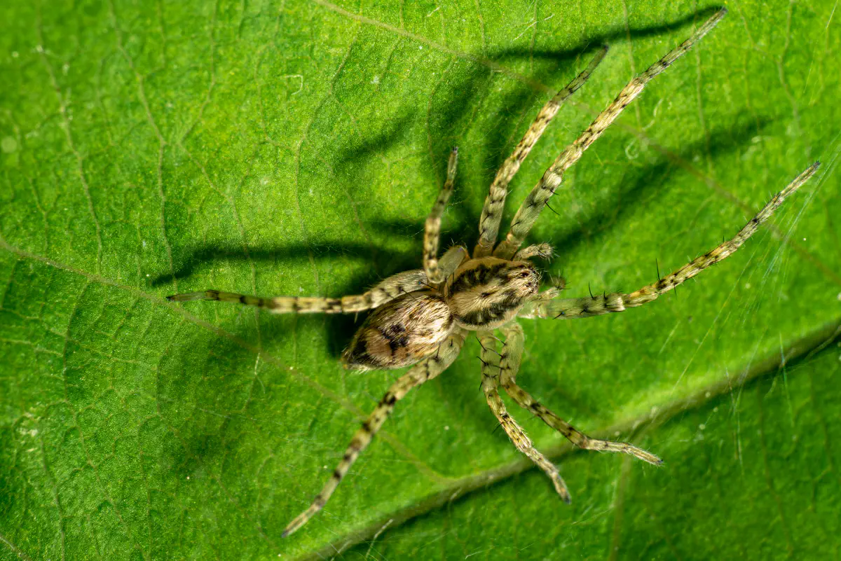 Anyphaena accentuata