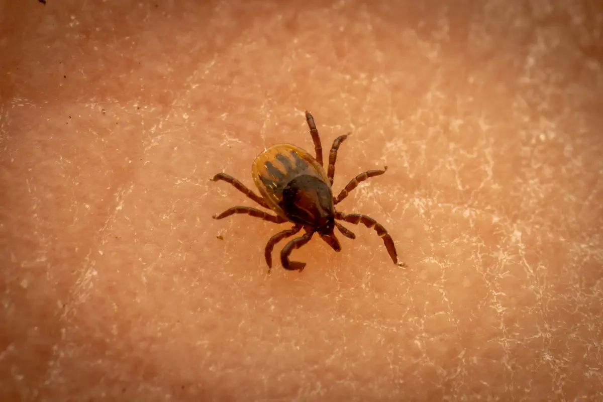 Garrapata ricino europea