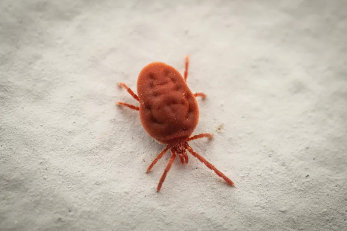 Trombidium holosericeum