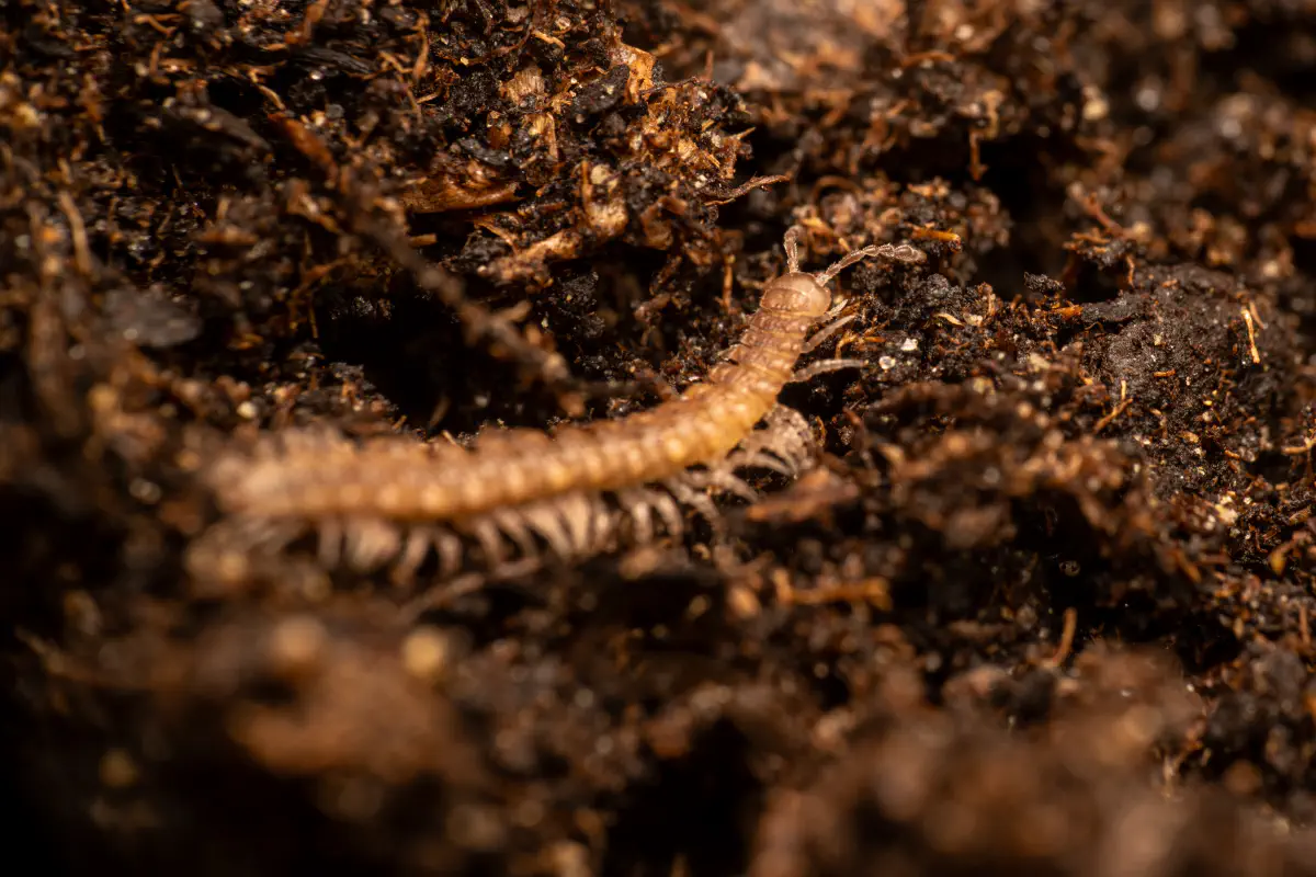 Polydesmidae – No. 1