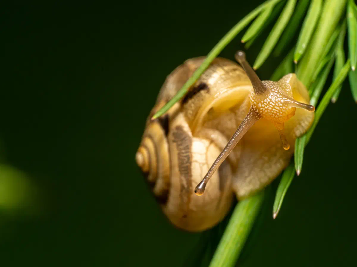 Genabelte Strauchschnecke