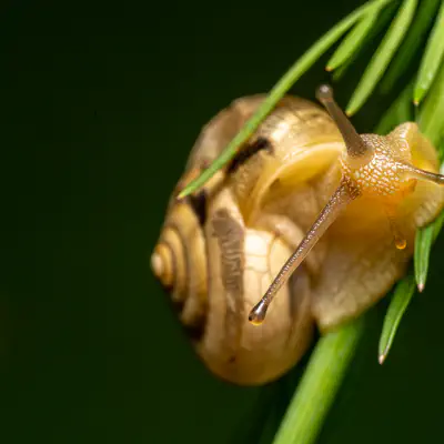Genabelte Strauchschnecke