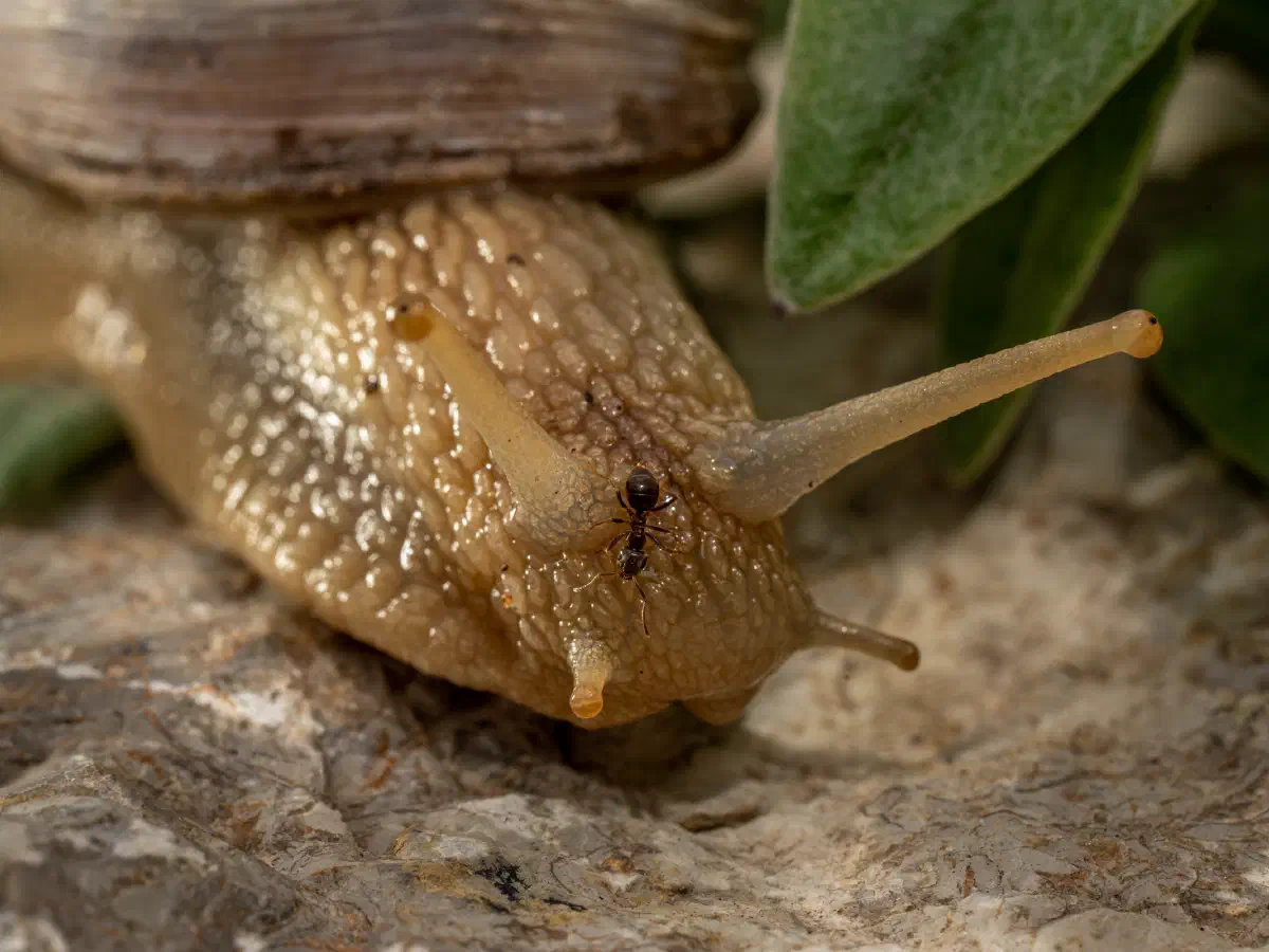 Weinbergschnecke