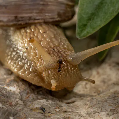 Weinbergschnecke