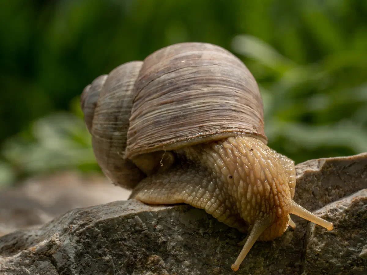 Weinbergschnecke
